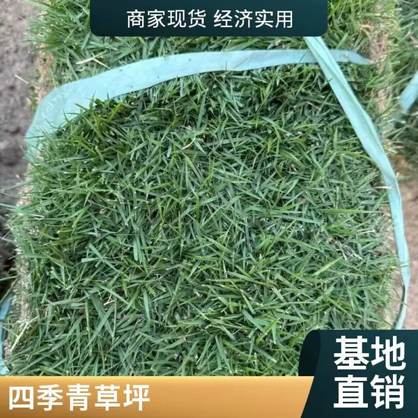 绿化四季青草皮卷混播草坪型草坪草种 坪观整齐