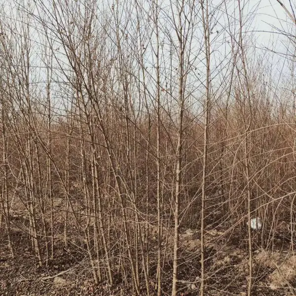 陕西汉中二乔苗木榆树苗种植基地装车价格,1公分榆树苗厂家批发,榆树小苗产地报价