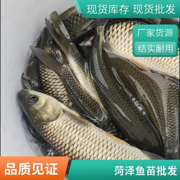 菏泽本地草鱼苗 鲤鱼鱼苗 养殖场直销 大规格草鱼种 苗种充氧配送
