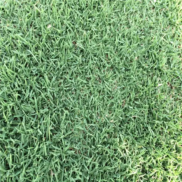 百慕大草坪草皮 景区园林地被操场高尔夫球场公园跑道绿化带