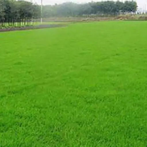 矮生百慕大草坪基地-矮生百慕大草坪-  春风草坪优质草坪