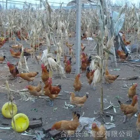 原种鸡场供应正宗红羽大冠老品种淮南王土鸡苗