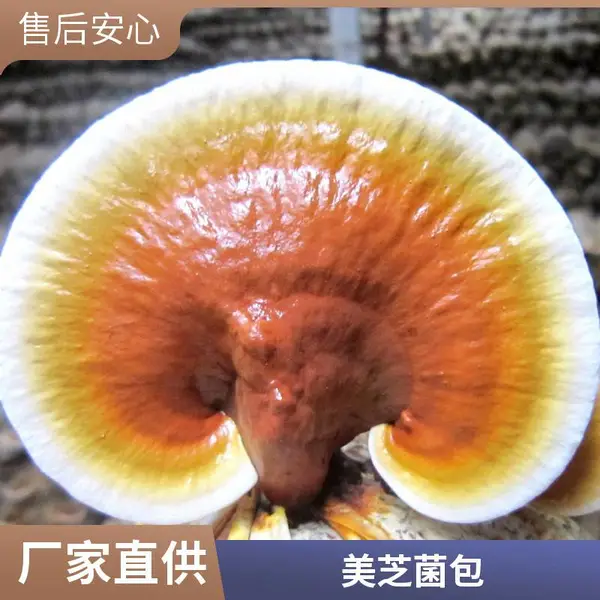 批发灵芝菌种菌包 黑芝 灵芝菌棒 活体灵芝种植包 易出芝技术指导