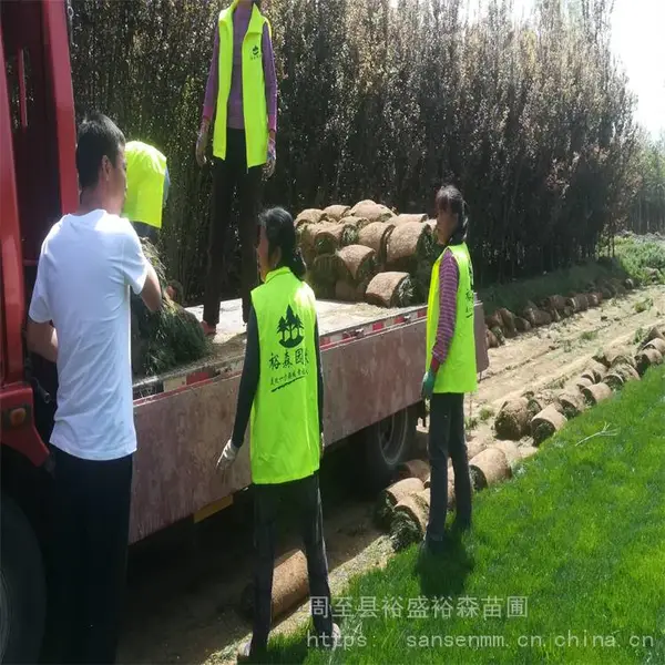 景观绿化草皮基地 草坪机器成卷易种植