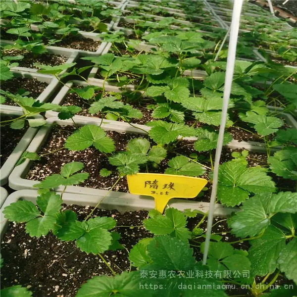 惠农农业出售穴盘草莓原种苗 大棚种植营养钵草莓苗成活***
