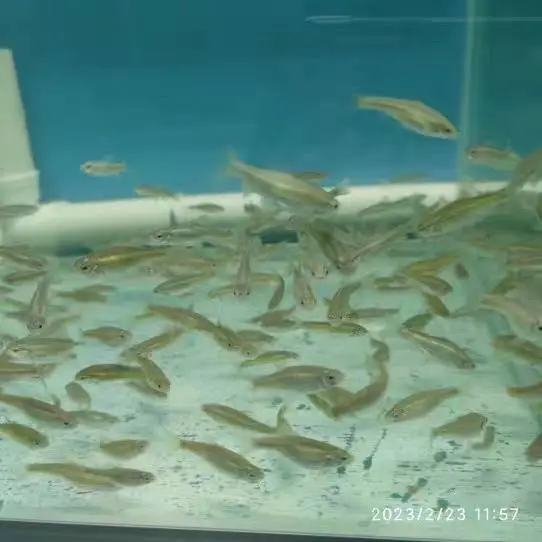 稀有鮈鲫(学名Gobiocypris rarus)鮈鲫属