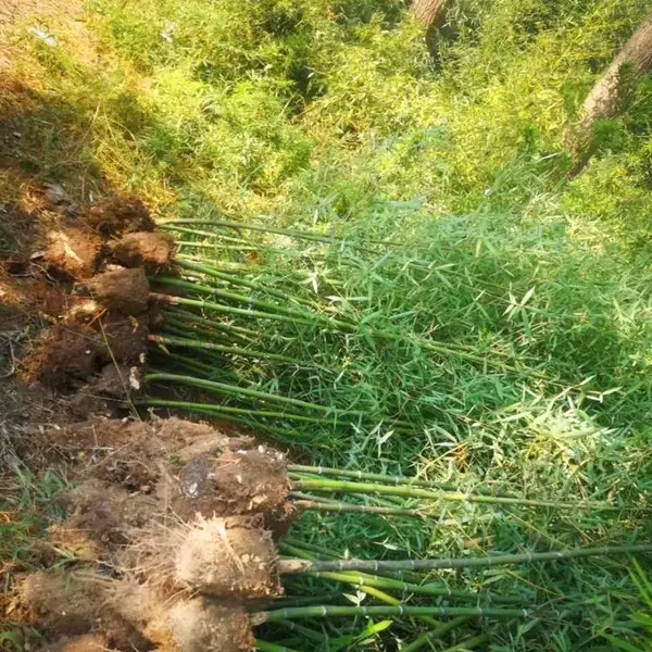 青竹1-5公分 苗木场常年种植销售早园竹 紫竹 金镶玉竹