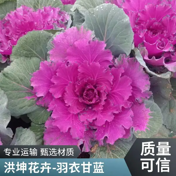 草花批发 时令花卉 冬季花卉 耐寒花卉 工程花苗 羽衣甘蓝供货批发甘蓝