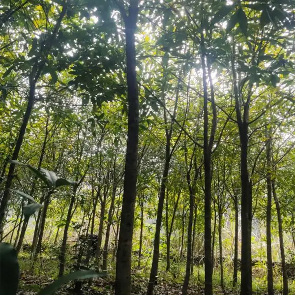 丹桂苗,抢手丹桂苗,红花浓香当年见花,各种规格的丹桂苗,长期供丹桂苗