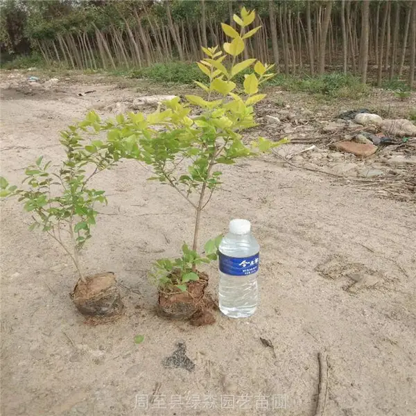 周至苗圃批发【福禄考、大花萱草】-陕西绿化苗木种植基地