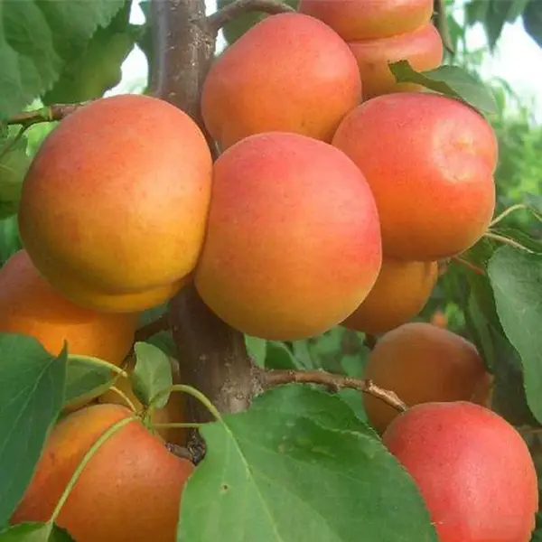 �޽Ӻ��������ֲ���� �޽Ӻ��������ô�� �޽Ӻ���������Ǯ