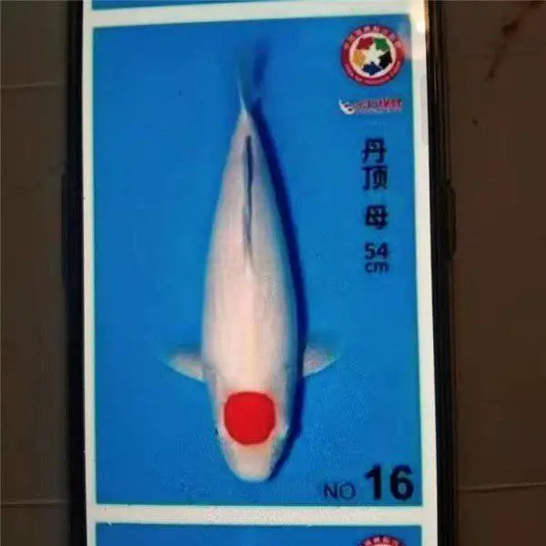 浙江湖州 白写锦鲤 生长速度快 体形大 成活率高 芥子黄金锦鲤采购