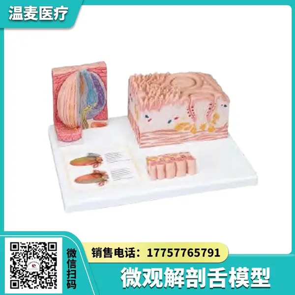 温麦 微观解剖舌模型 各种舌乳头与味蕾的微观结构 医学教学教具