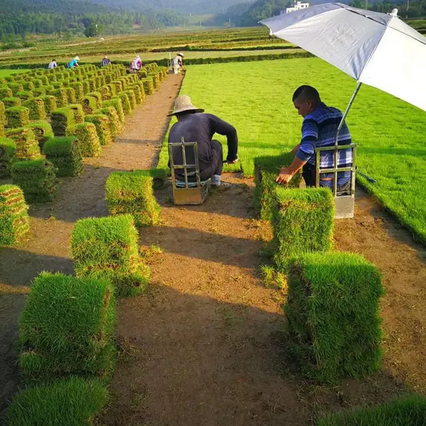 湖北随州 马尼拉草皮 绿化草皮出售价格 哪里有买