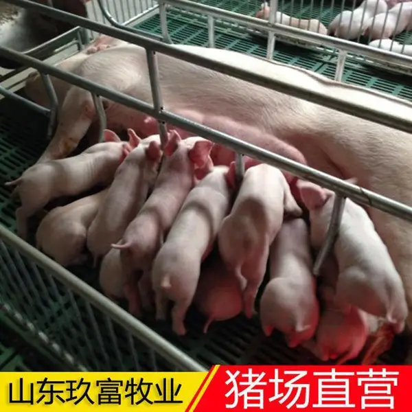 外三元仔猪 三元纯种母猪苗价格 量大从优 检疫齐全 货到付款