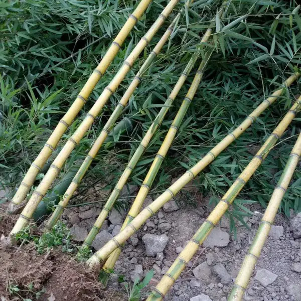金镶玉竹 家居庭院观赏竹子苗 黄金竹苗 货源充足基地直发
