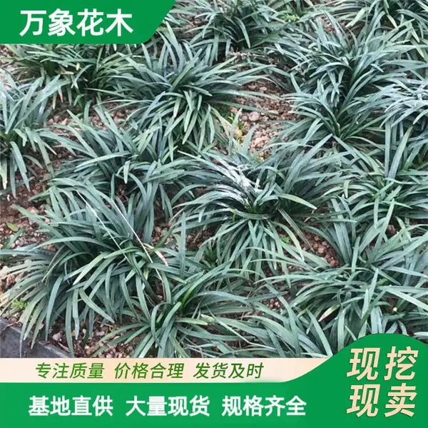 ���س��� 5cm������С�� ͥԺ��ֲ�ر����²� ��·ɫ����ľ