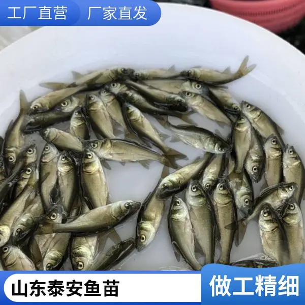山东泰安本地花鲢苗白鲢鱼苗养殖场花鲢鳙鱼苗白鲢鲢鱼苗鲜活