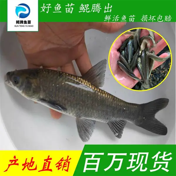 鲲腾优选青鱼苗 纯正血统 生态培育 全国直售 技术支持