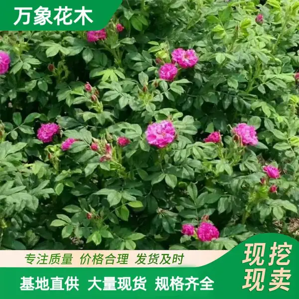 苗圃出售 四季玫瑰 花海工程打造苗木 庭院小区造景绿化苗