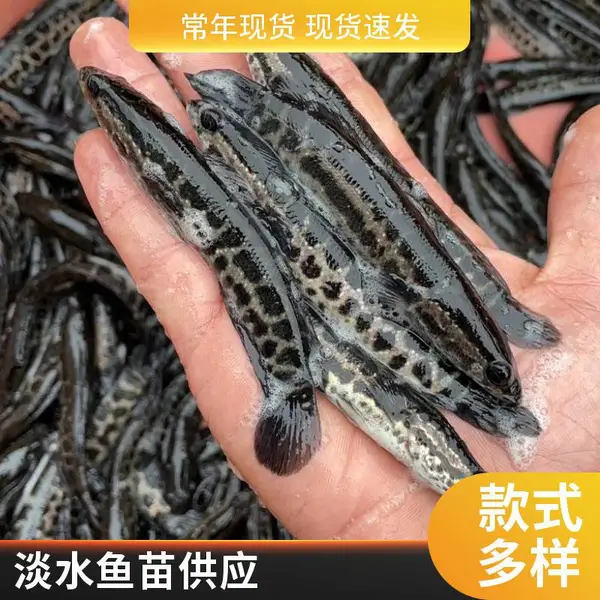 潍坊黑鱼苗泥鳅鱼苗养殖基地 山东本地 提供养殖技术指导