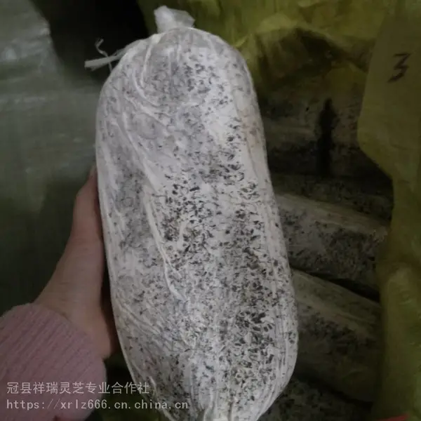 广州祥瑞纯野生灵芝菌种报价