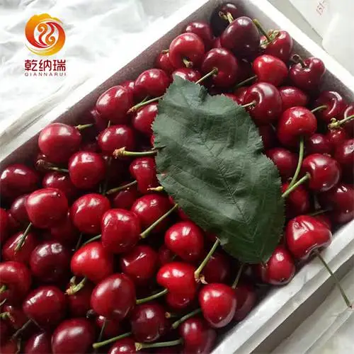 车厘子树苗批发-乾纳瑞农业-成都车厘子树苗