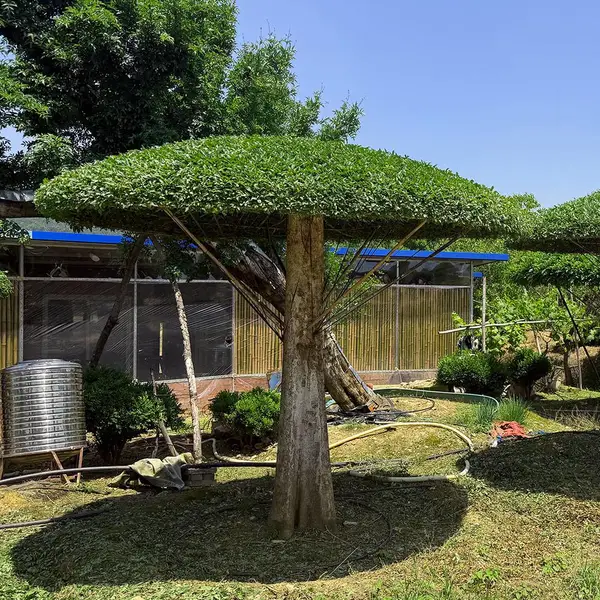 雨伞造型对节白蜡 20-25公分粗度 庭院造型景观树现货