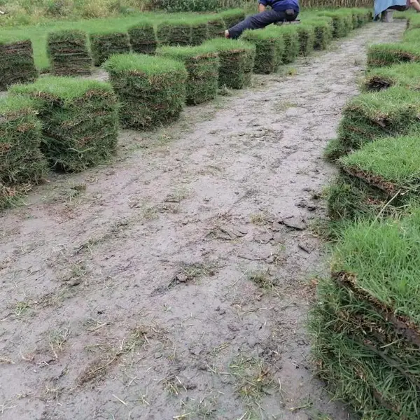 批发攀枝花的细叶结缕草 混播草等!草皮地被小苗出售