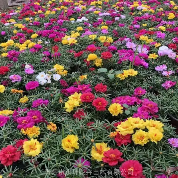 时令草花半枝莲 绿化工程太阳花杯苗 太阳花工程苗 城市绿化工程苗 花坛花卉半枝莲太阳花