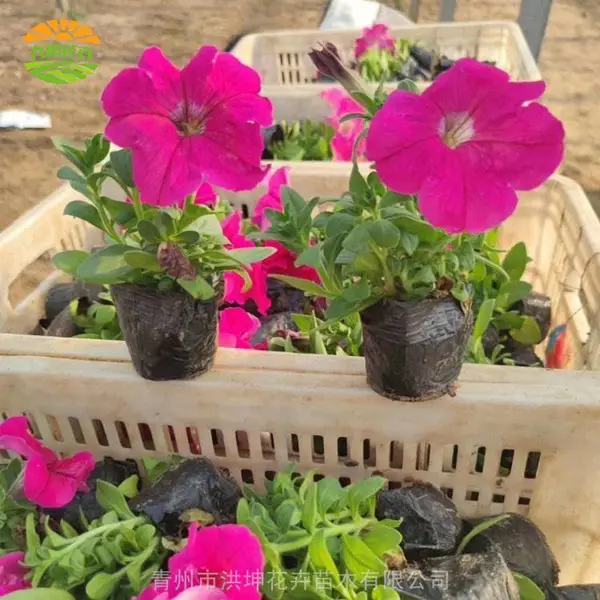 矮牵牛 多颜色花 市政绿化 公园景区 花园工程花卉 道路绿化 观赏性强