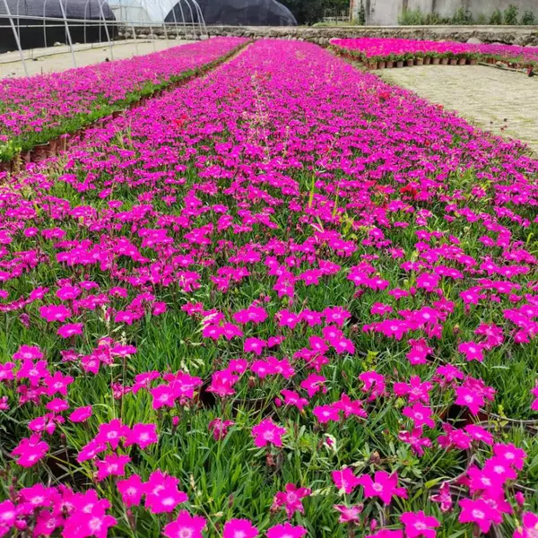 石竹 成都石竹基地 石竹杯苗供应 四川地被草花苗圃货源