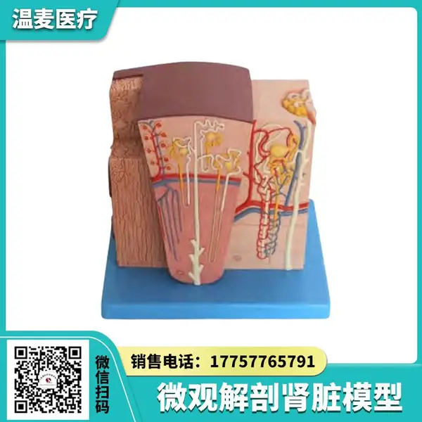 温麦 微观解剖肾脏模型 人体解剖医学训练 教学结构教具 观察模具