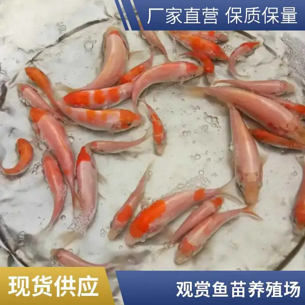 锦鲤幼苗供应 山东潍坊本地观赏鱼苗锦鲤鱼苗养殖场 水花苗 乌仔
