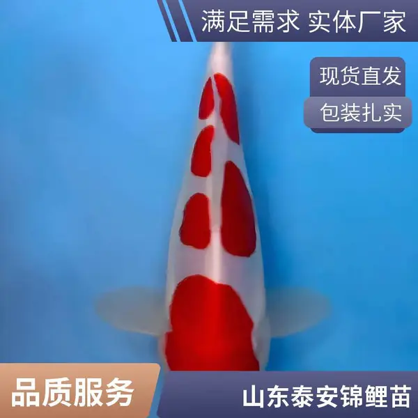 购买优质观赏鱼苗 山东泰安本地观赏鱼苗锦鲤鱼苗养殖场 售后无忧