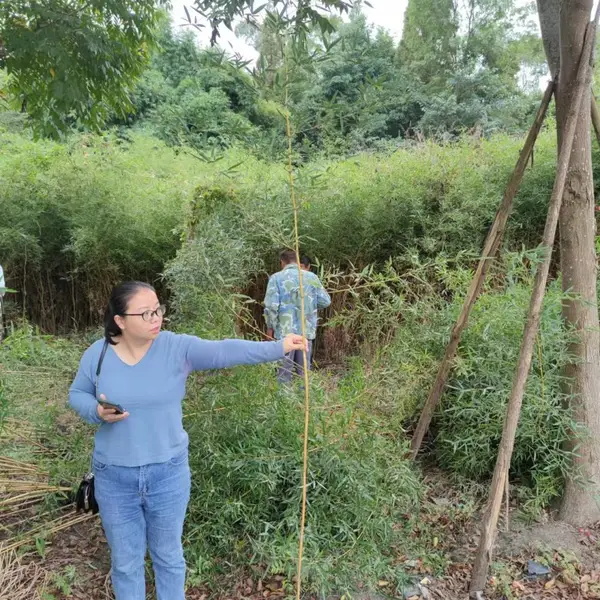 金镶玉竹批发,金镶玉竹2米高出售,金镶玉竹种植基地