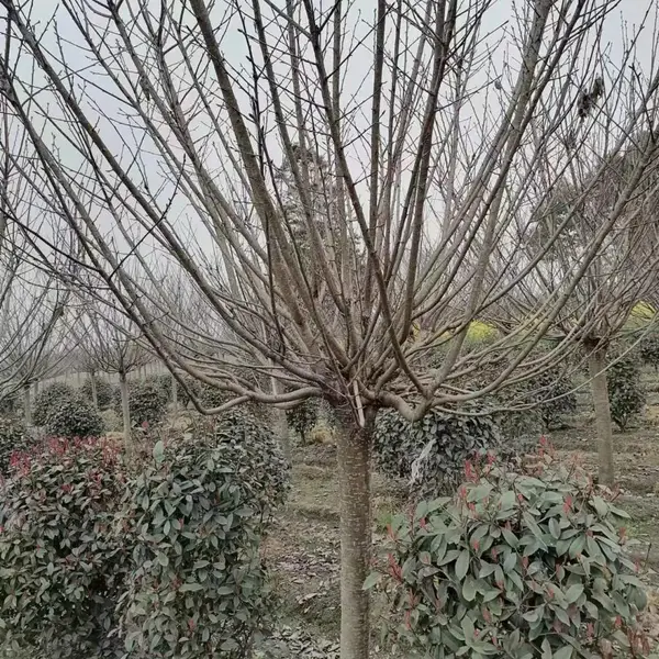 ����Ư�����ձ���ӣ ��Ʒ�� ��ӣҲ�� ���ع������