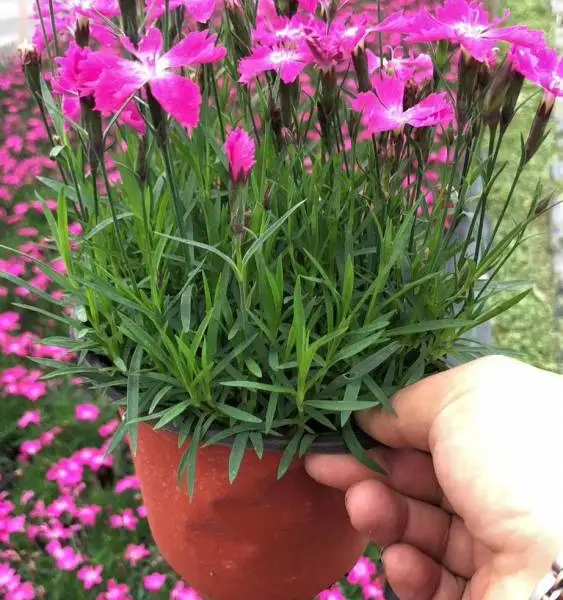 耐寒耐踩的一年四季都会开花的开花机器欧石竹杯苗有售