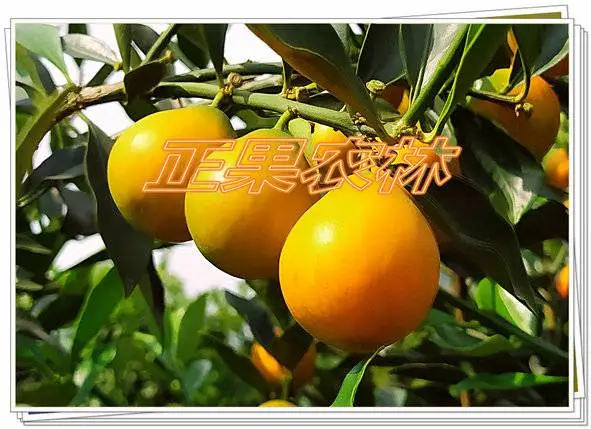 融安脆蜜金柑苗原产地供应全国包邮送生根粉