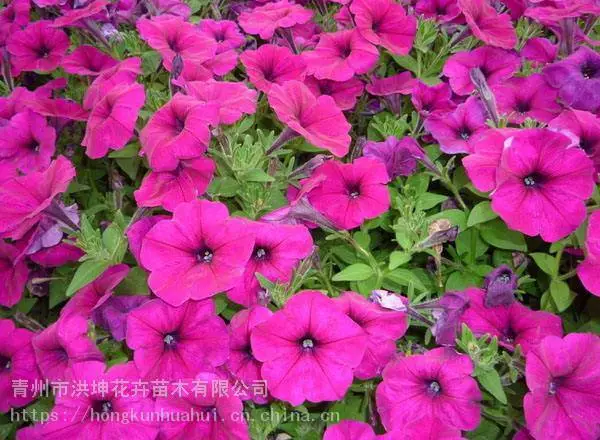 喇叭花绿化,花卉草花,上海矮牵牛