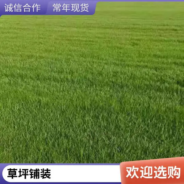 门头沟早熟禾草坪屋顶花园绿化园林景观设计施工户外