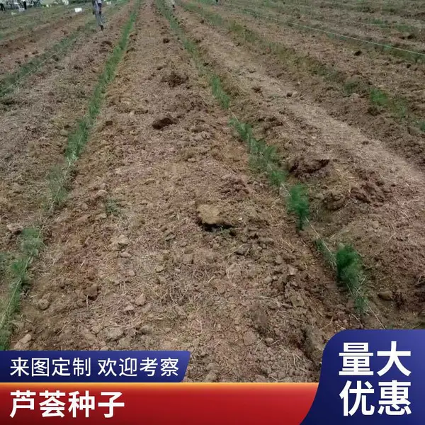 北京平谷鑫航育 6 号 F1 芦笋种子 无性系杂交一代 京郊露天种植种籽批发