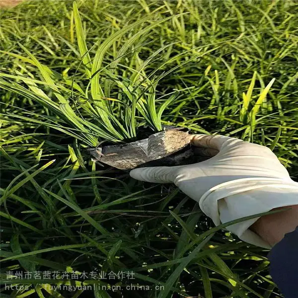 麦冬厂家，麦冬产地，青州供应