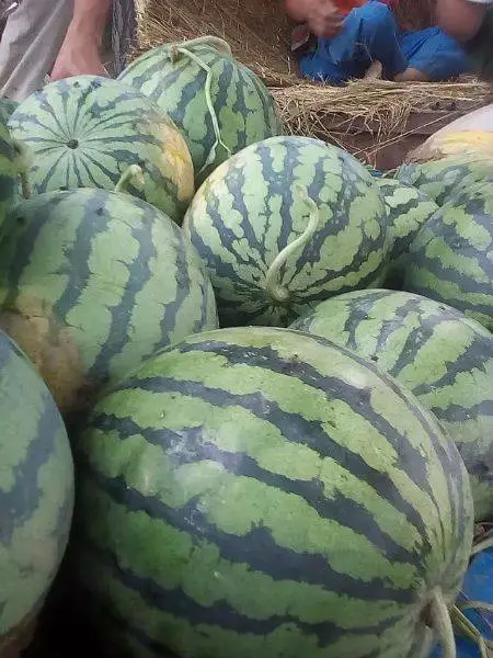 陕西大荔京欣西瓜产地,甜王西瓜价格行情批发基地