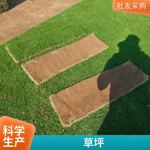 草坪带土真草皮 马尼拉果岭草台湾草 四季庭院别墅工程绿化