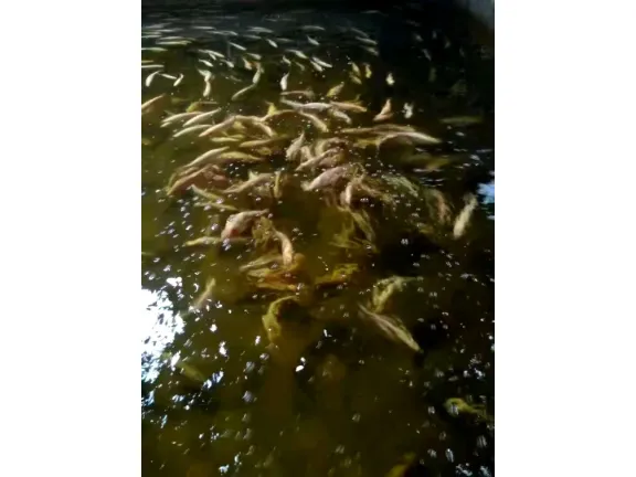 ��������ˮ����ֳ���� ������ѯ �����г�����ҵ��е��Ӧ