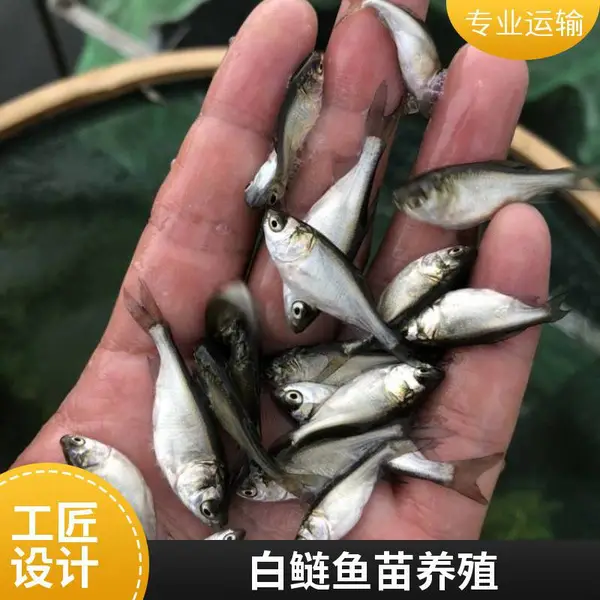 本地花鲢白鲢鱼苗养殖场 潍坊源头基地 鱼苗成活率高 支持自提