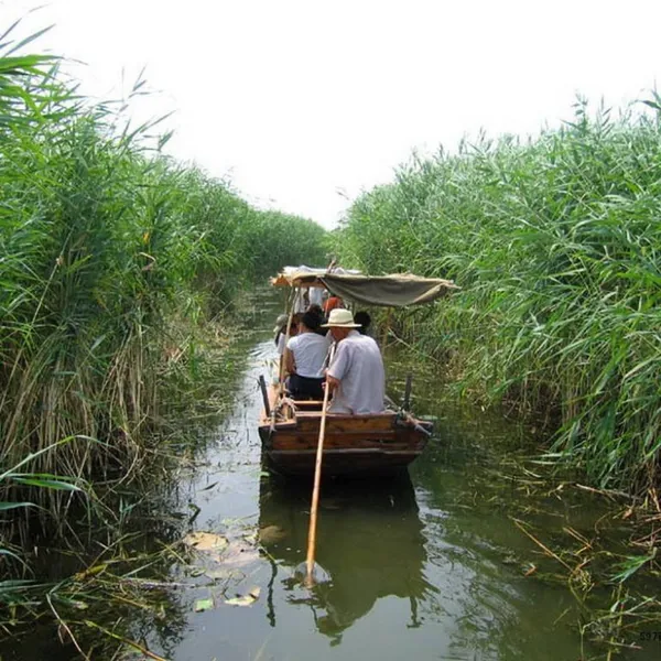 江苏芦苇苗种植基地 徐州盆栽芦苇种苗苗 水生观赏性荷花苗