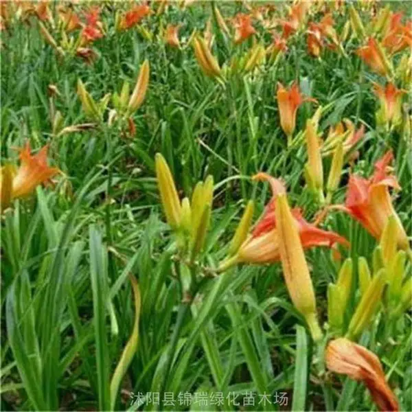 江苏萱草基地 出售金娃娃萱草/大花萱草 自产自销都便宜
