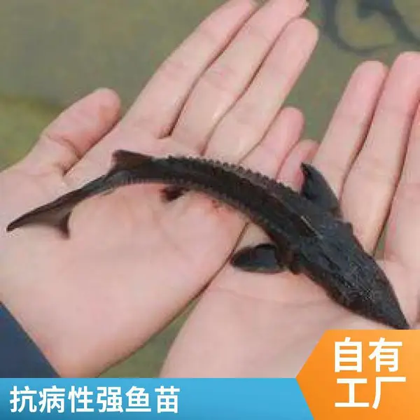 鲟鱼鱼苗和鲈鱼苗 山东滨州本地养殖场直供 支持养殖技术指导